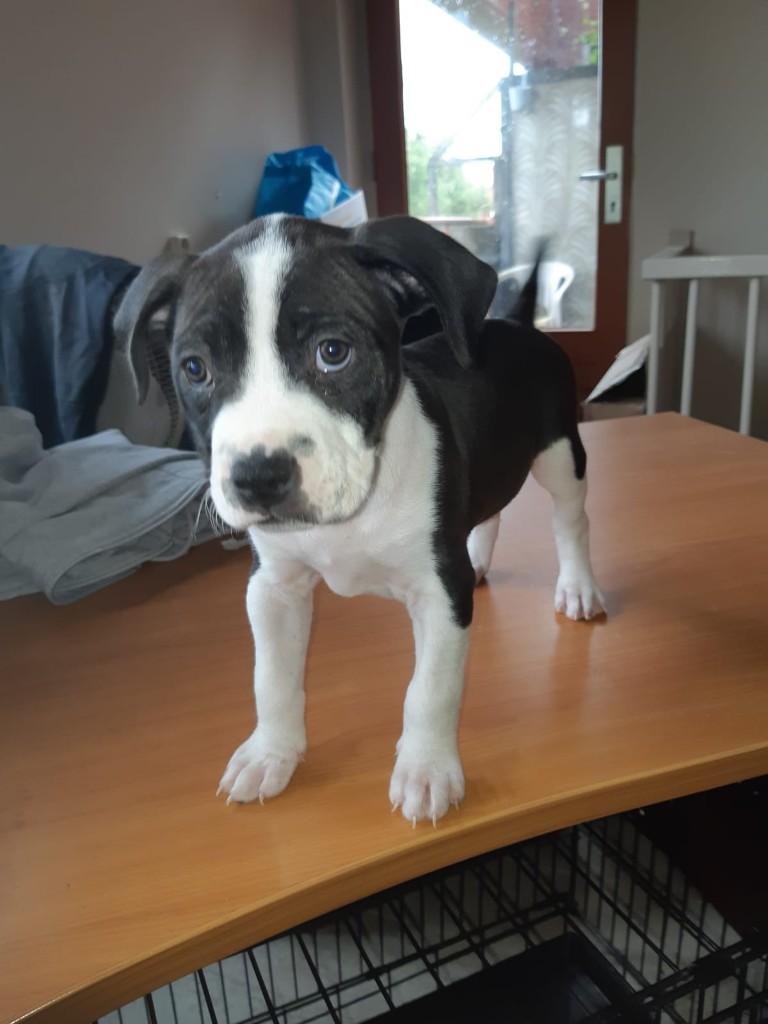 Presa canario/ pitbull puppies te koop, Parvo, Overige rassen, 8 tot 15 weken, Meerdere