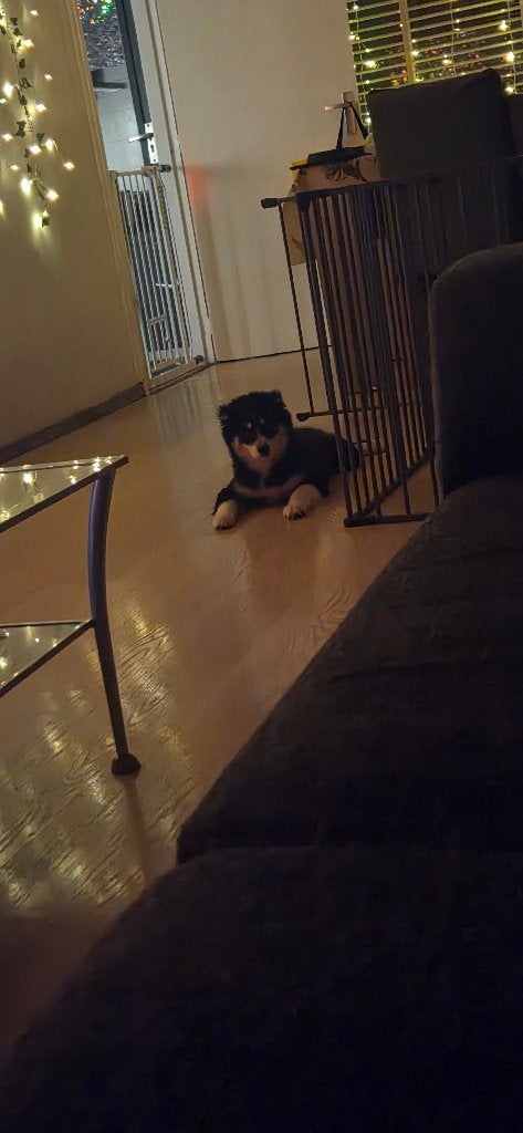 mooie energieke pomsky pup, 15 weken tot 1 jaar, Reu, Poolhond, Parvo
