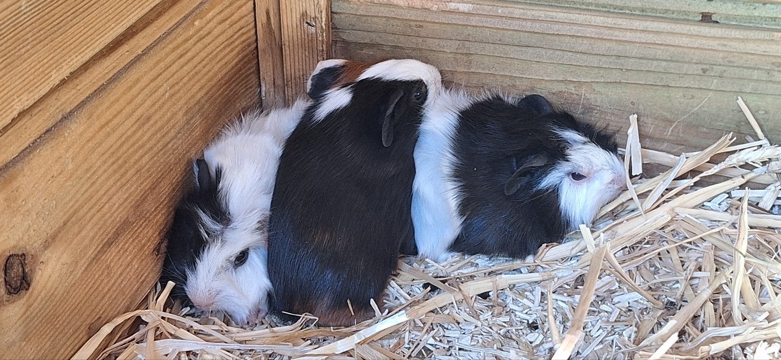 Zeugje met 3 jonge, Dieren en Toebehoren, Knaagdieren, Juni, Meerdere dieren, Cavia