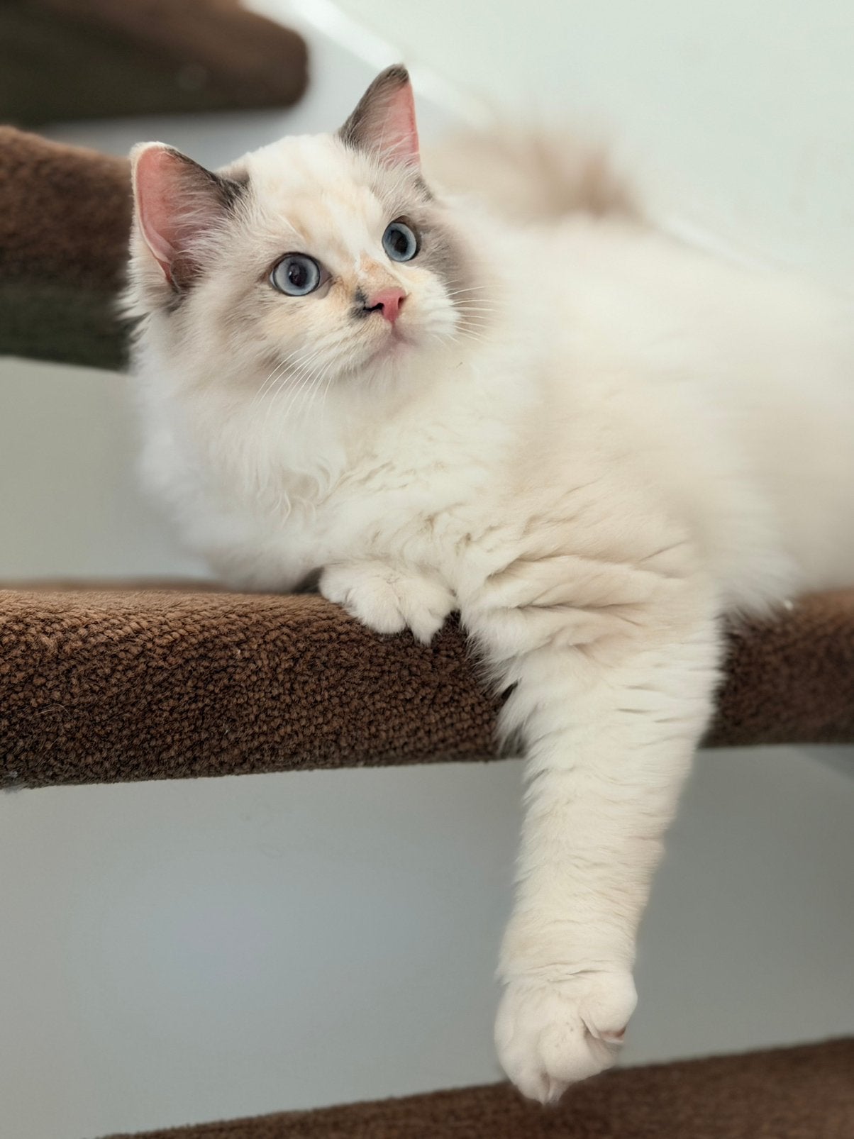 Ragdoll kitten knuffel poesje 🌸 | Tortie ragdoll 🧡, Dieren en Toebehoren, Poes
