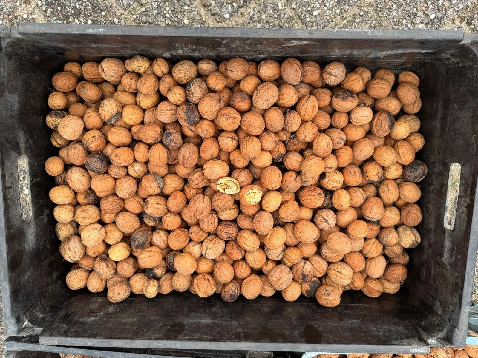 Vind verse walnoten te koop in Levensmiddelen op Marktplaats