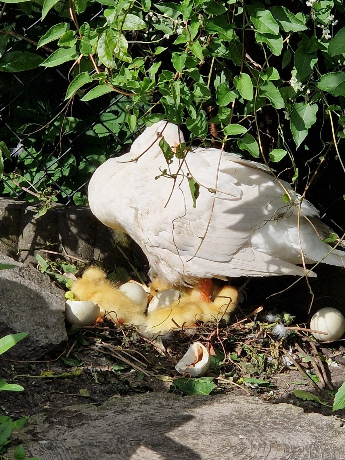 GRATIS Loopeend kuikens!, Meerdere dieren, Eend