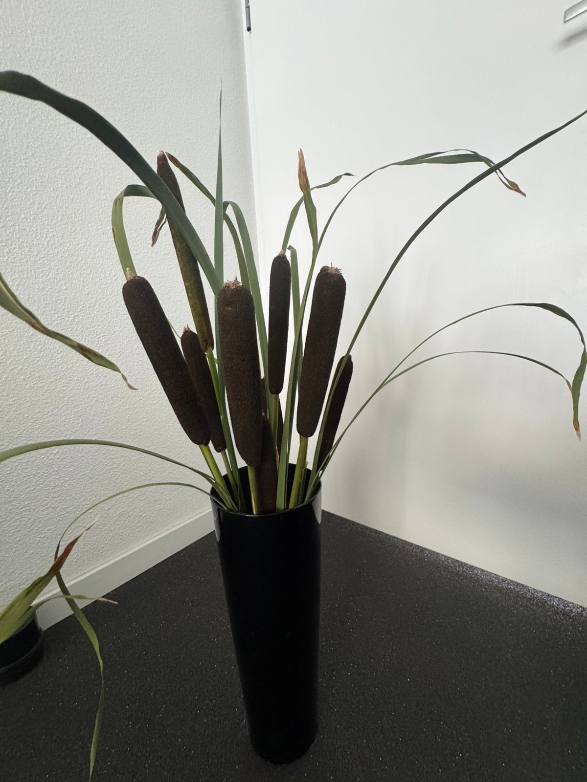 Moerings Typha Angustifolia, Ophalen of Verzenden, Eenjarig, Overige soorten, Volle zon