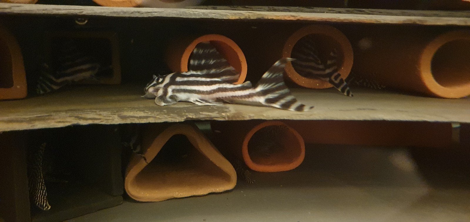 Volwassen Hypancistrus L46, Dieren en Toebehoren, Vis, Zoetwatervis, Schoolvis
