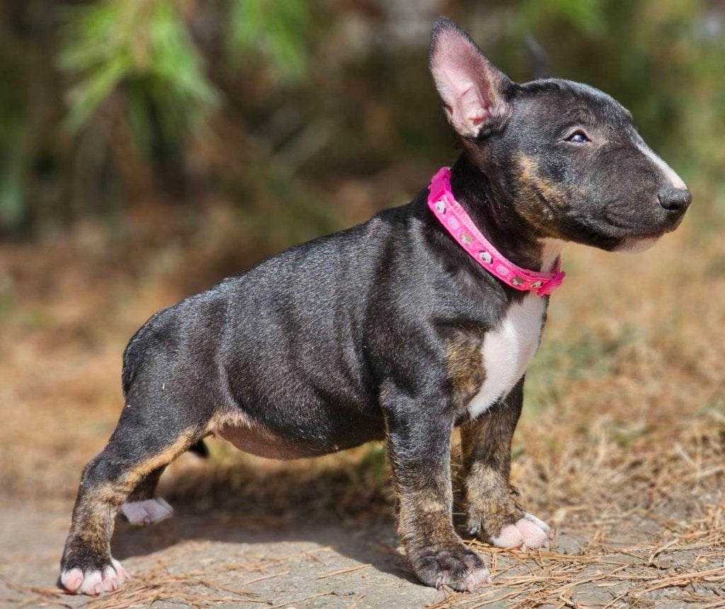Prachtige Miniature Bullterrier pup, Dieren en Toebehoren, Honden | Jack Russells en Terriërs, Jack Russell Terriër, 8 tot 15 weken