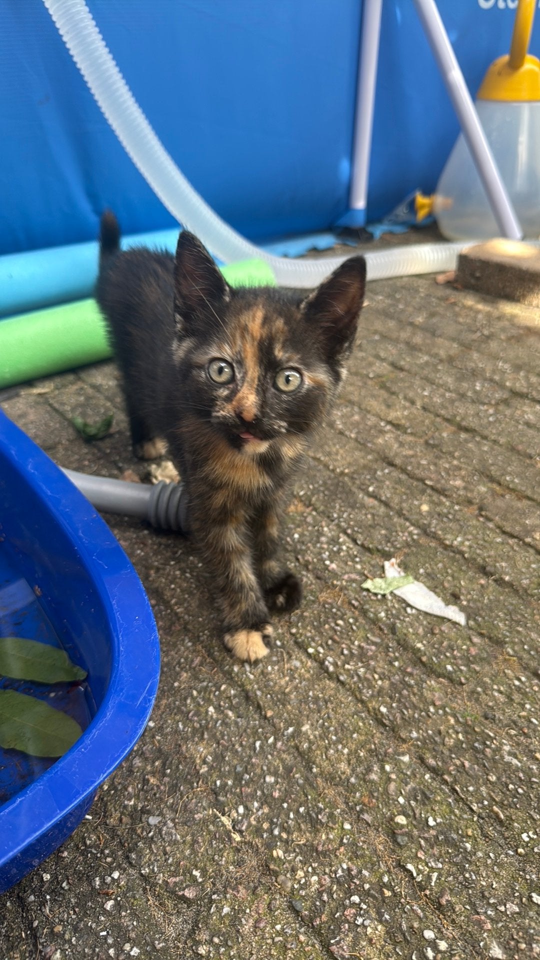 Twee katertjes en 1 poes (moeder is half ragdoll) | kittens, Kater, 0 tot 2 jaar