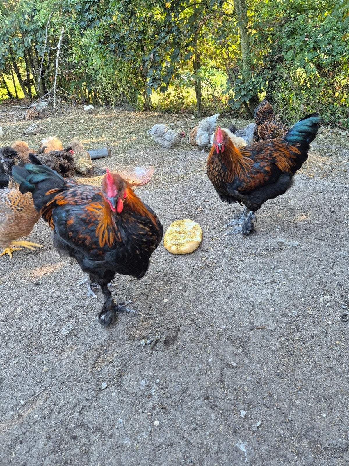 2 grote hanen, Mannelijk, Kip