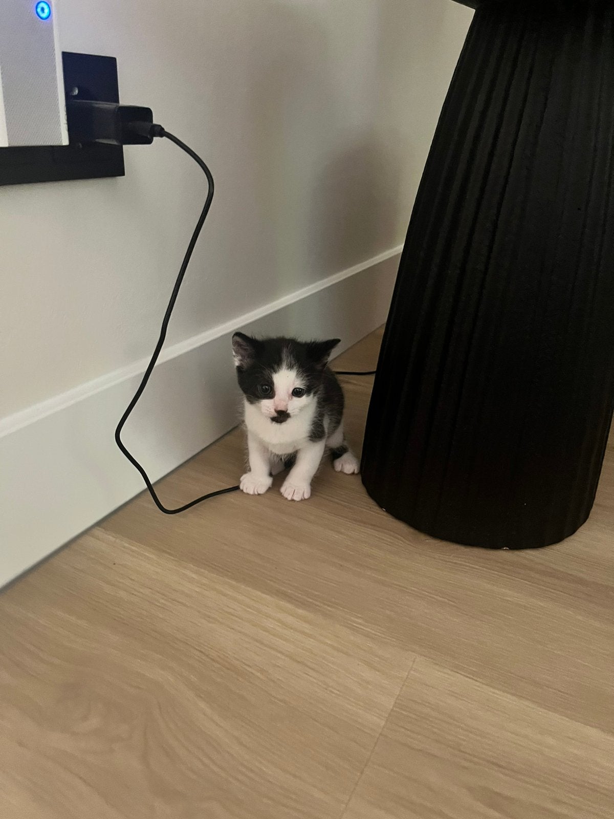 Kitten te koop!, Dieren en Toebehoren, Katten en Kittens | Overige Katten, Kater