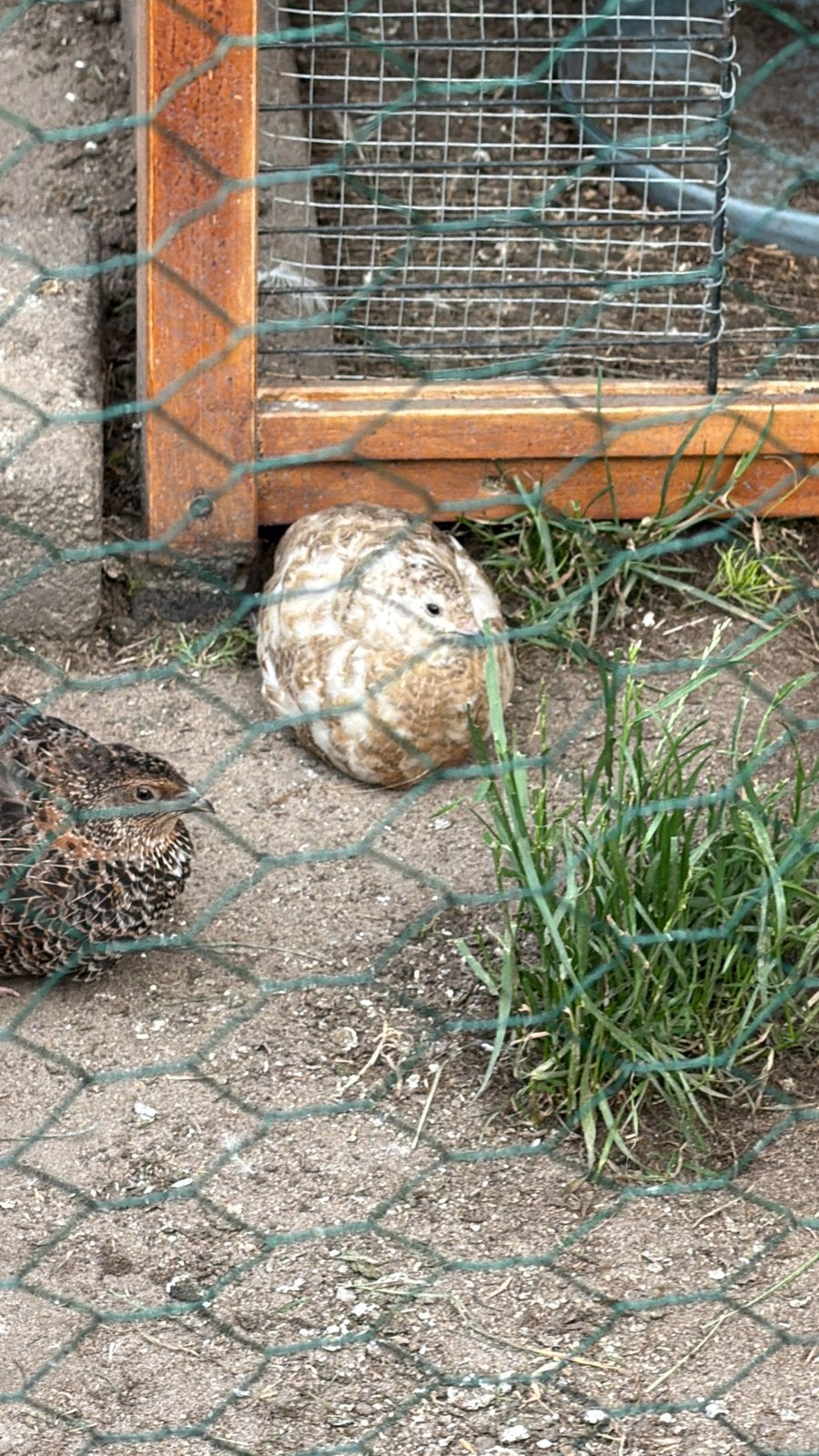 (Broed) eieren Japanse kwartels ook Celadon, Dieren en Toebehoren, Overige soorten