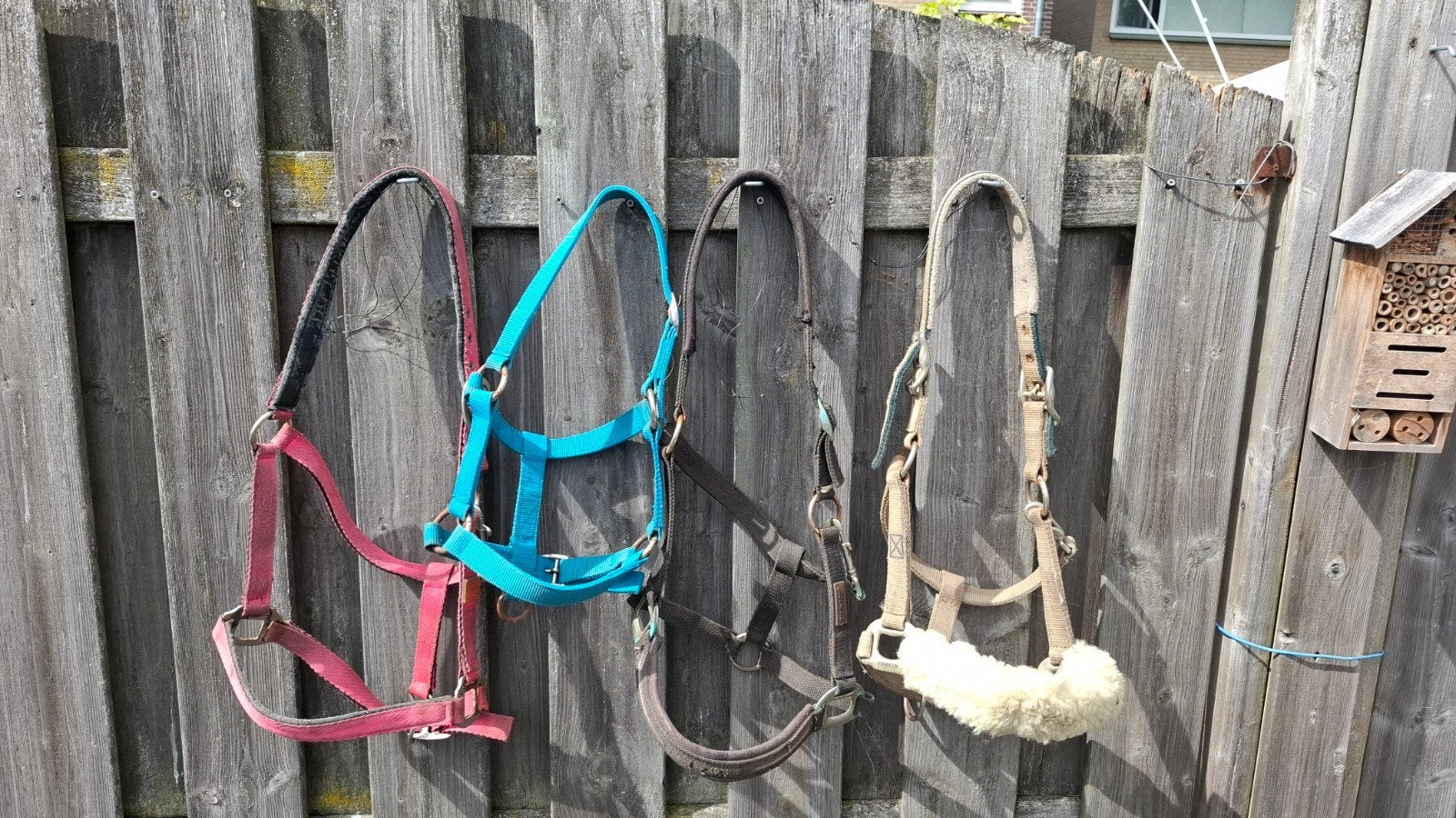 diverse halsters, Dieren en Toebehoren, Paarden en Pony's | Hoofdstellen en Tuigage, Gebruikt, Overige disciplines, Meerkleurig