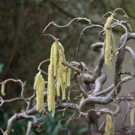 Kronkelhazelaar - Corylus Avellana Contorta in pot | OP = OP, Overige soorten, Lente, 100 tot 250 cm, Ophalen