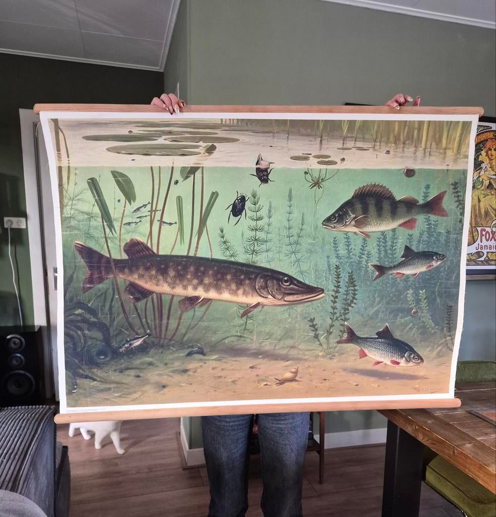 Schoolplaat sloot en plas, Ophalen, Natuur en Biologie