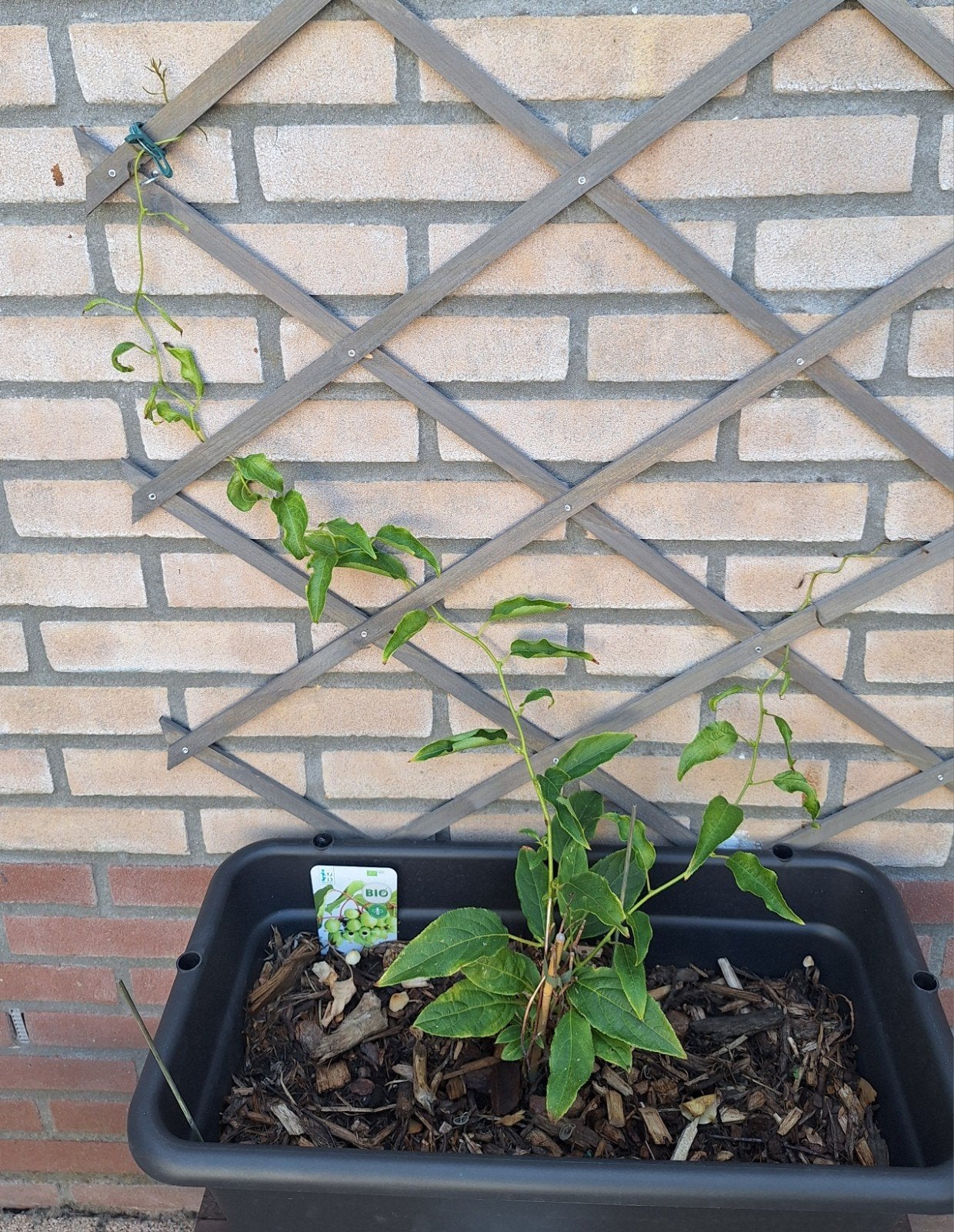 Kiwibes plant, Tuin en Terras, Ophalen, Minder dan 100 cm, Overige soorten, Halfschaduw