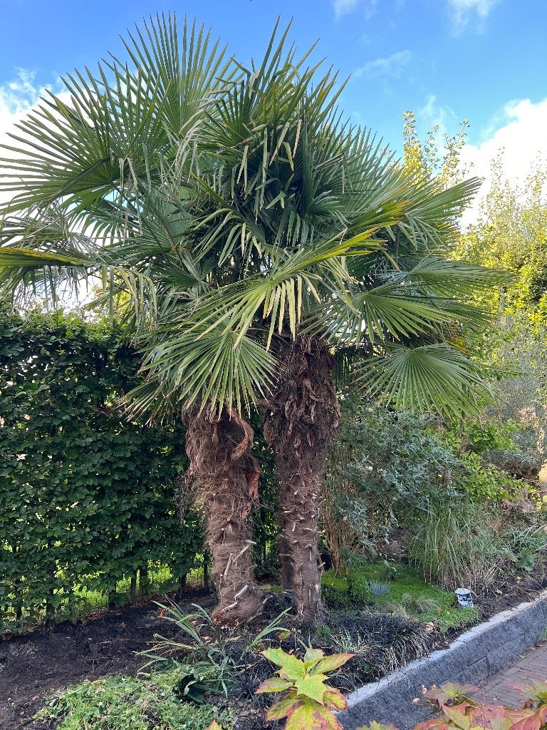 Prachtige Palmbomen voor een Tropische Sfeer in uw Tuin, Bloeit niet, 250 tot 400 cm, Palmboom, Ophalen