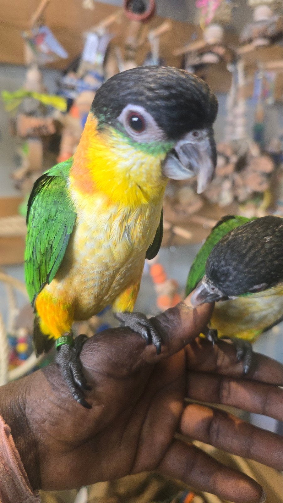 Zwartkop caique 2026, Dieren en Toebehoren, Vogels | Parkieten en Papegaaien, Meerdere dieren, Papegaai