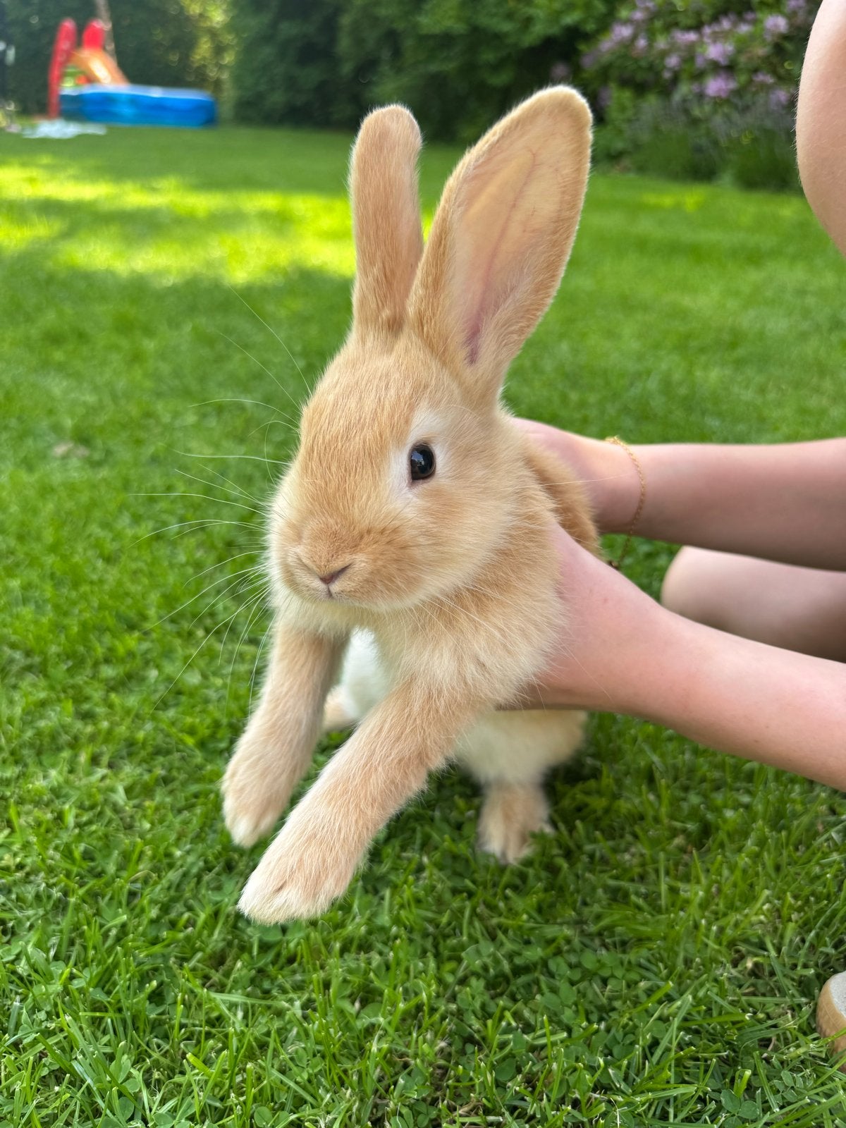 Baby konijnen (1 man en 1 vrouw), Meerdere dieren