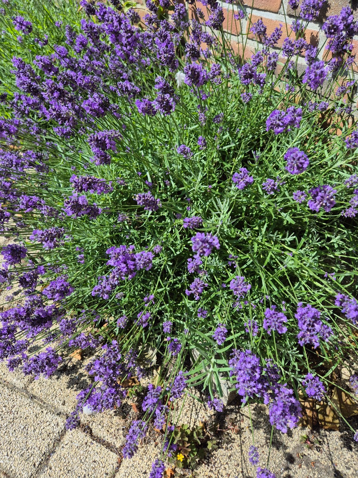 Lavendel Hitcode Zaden - Prachtige Paarse Bloemen, Ophalen of Verzenden, Voorjaar, Volle zon, Zaad