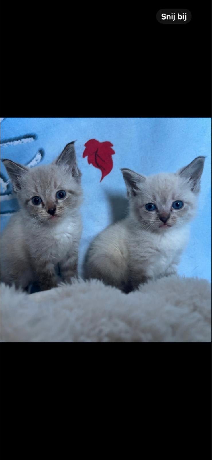 Siamese kittens zoeken een nieuw huisje️, Dieren en Toebehoren, Katten en Kittens | Overige Katten, Meerdere dieren, 0 tot 2 jaar