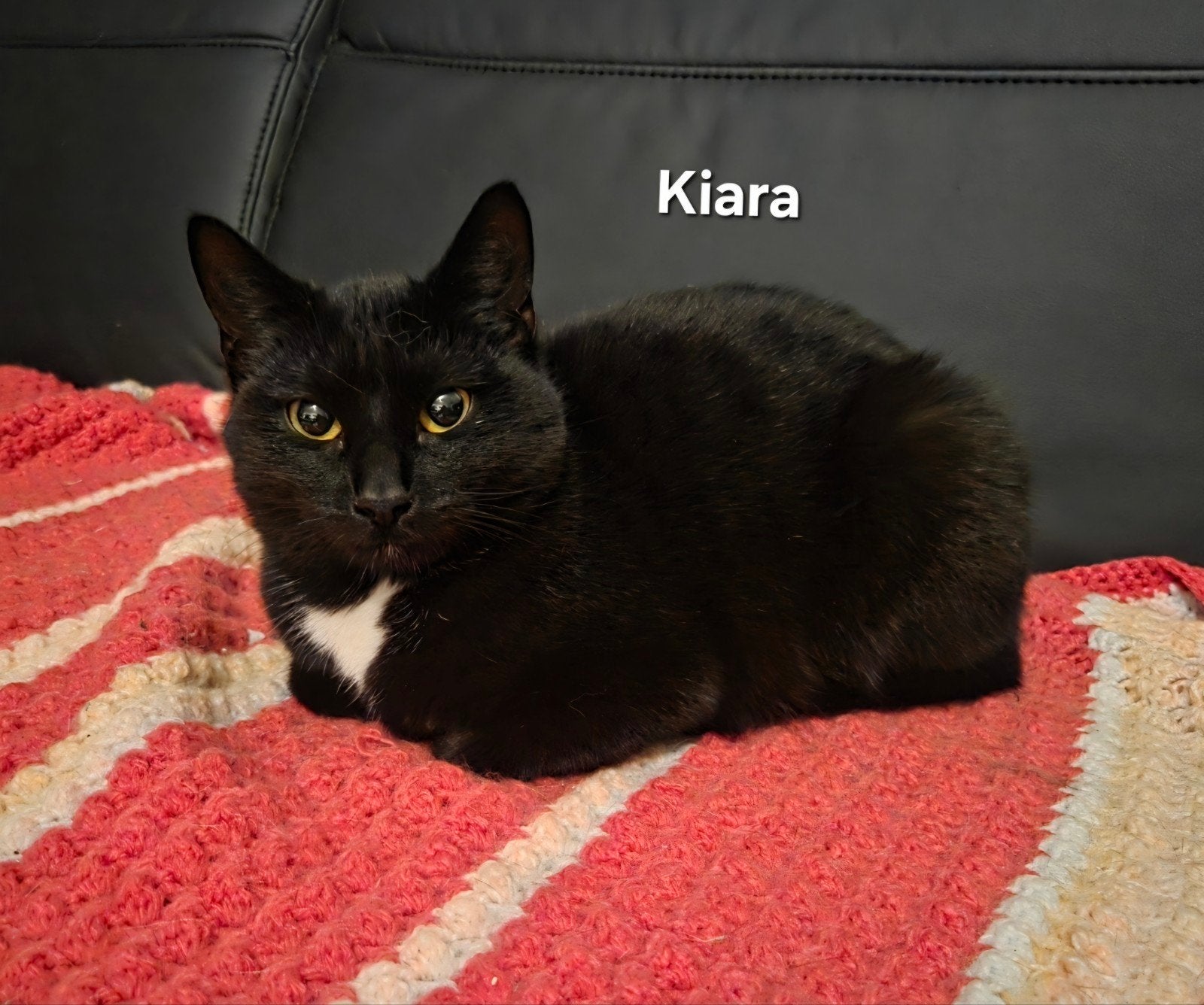 Lieve Simba, Nala & Kiara zoeken een liefdevol thuis, Meerdere dieren, Kortharig, 0 tot 2 jaar