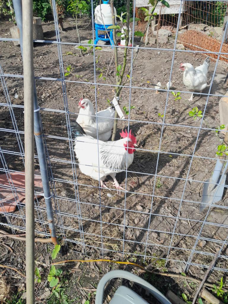 Sussex hanen, Dieren en Toebehoren, Mannelijk, Kip