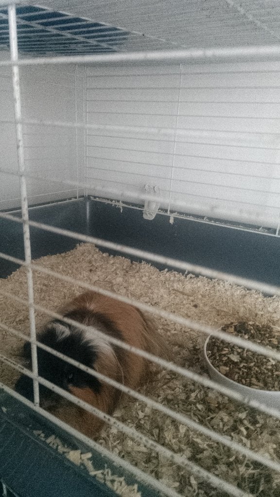 2 Konijnen en cavia gratis, Juni, Mannelijk, Overige typen, Tam