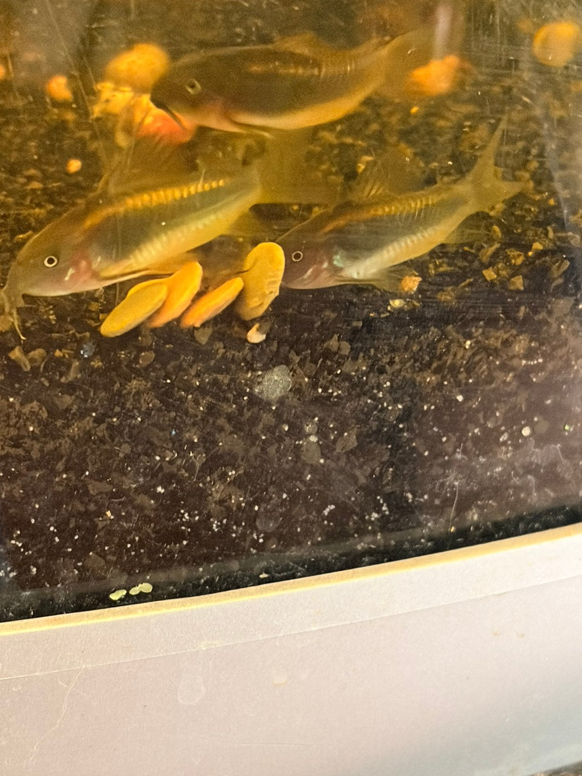 Corydora Goldstripe, Vis