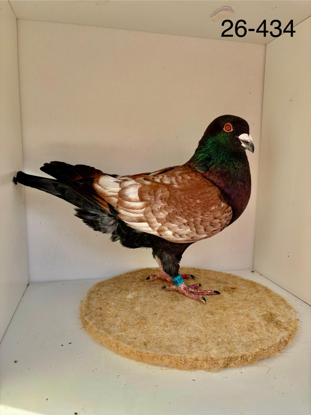 Kleurpostduiven te koop, Dieren en Toebehoren, Meerdere dieren, Postduif