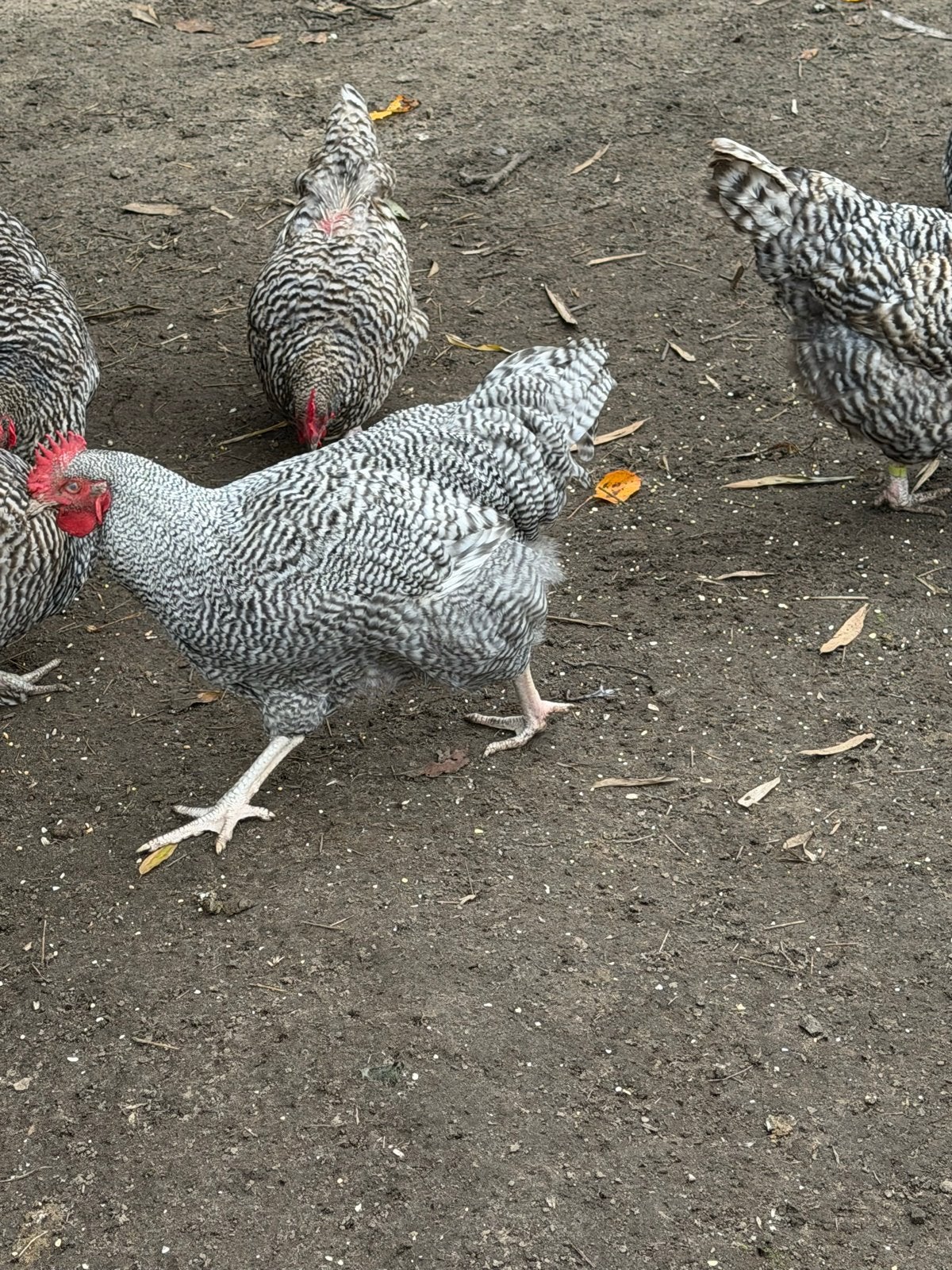 Gratis, Jonge Noordhollande haan, Dieren en Toebehoren