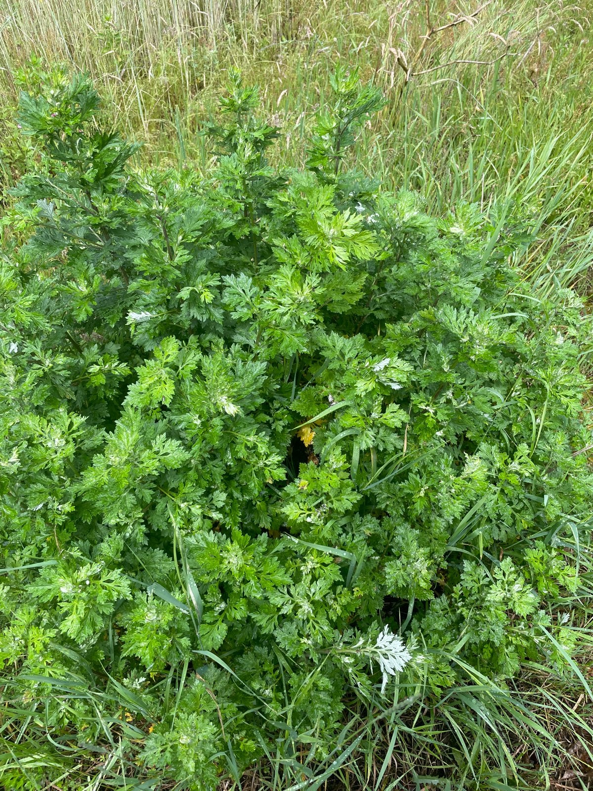 Bijvoet (Artemisia vulgaris) - Historisch kruid, Tuin en Terras, Planten | Tuinplanten, Ophalen, Volle zon, Vaste plant, Kruiden