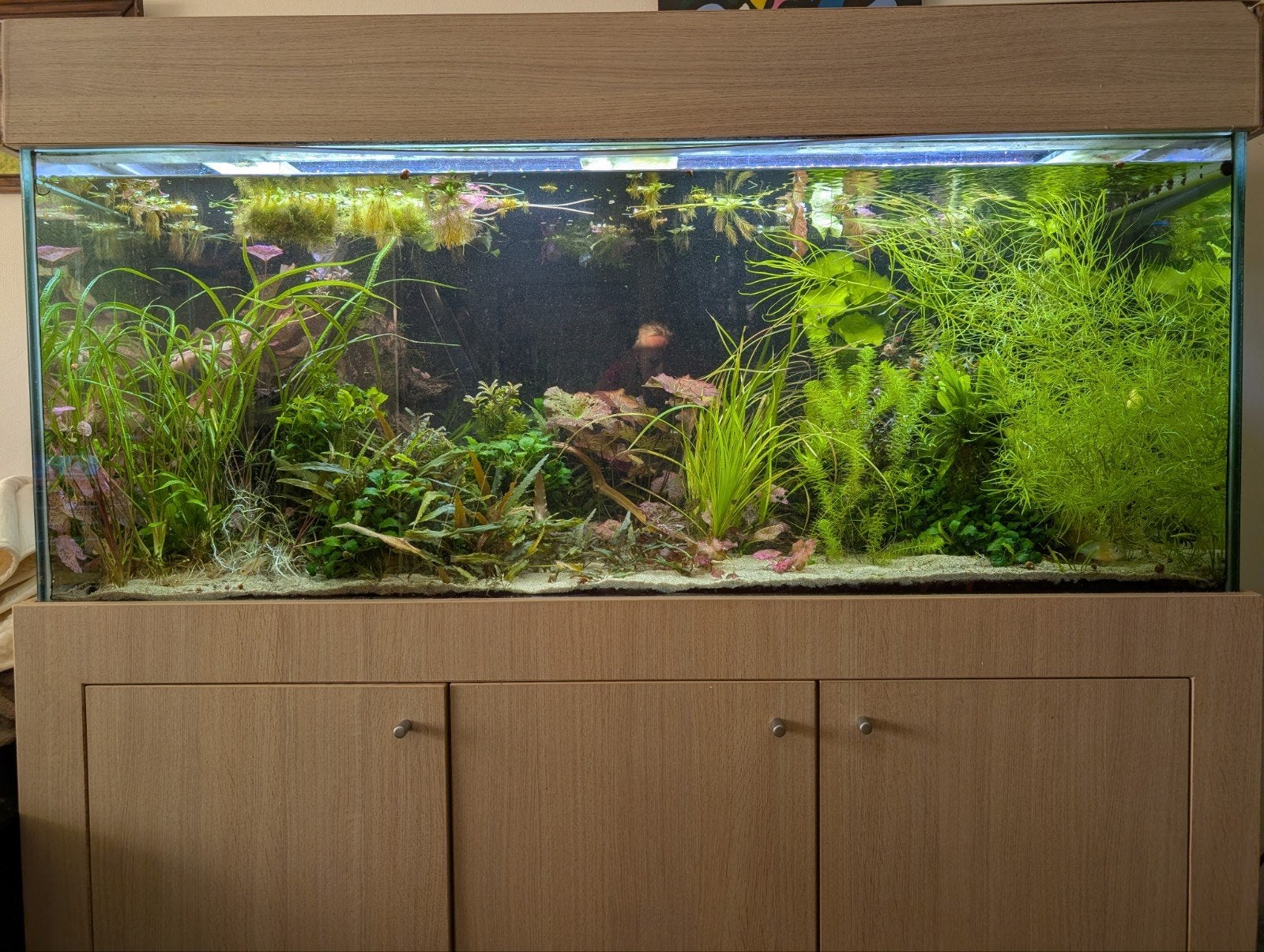 groot aquarium 150x60x60, Dieren en Toebehoren, Vissen | Aquaria en Toebehoren, Ophalen, Zo goed als nieuw, Gevuld zoetwateraquarium