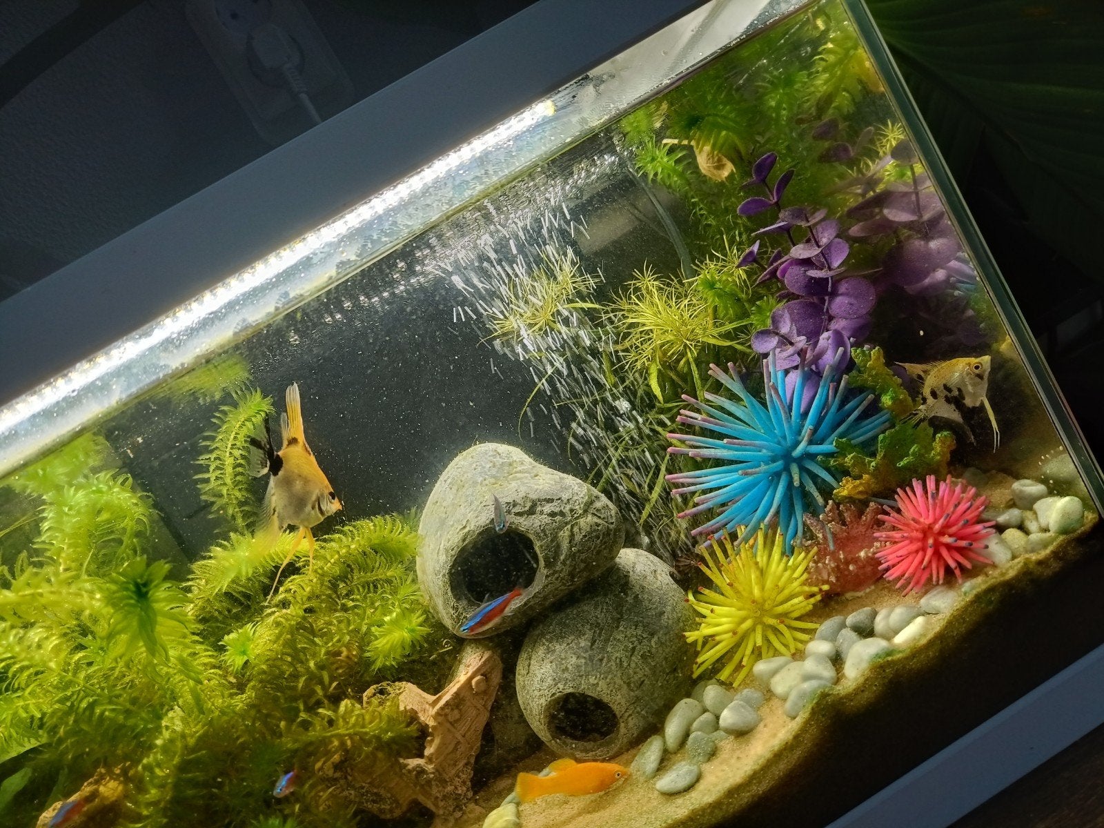 Twee maanvissen, Dieren en Toebehoren, Vis