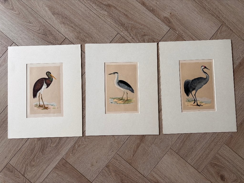 Antieke handgekleurde houtgravures van vogels, set van 3., Antiek en Kunst, 1800 - 1899, Handgekleurd, Ophalen of Verzenden, Gravure