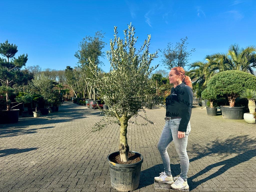 Aanbieding :schitterende olijfbomen met 30/40 cm stamomtrek!, Ophalen of Verzenden, 100 tot 250 cm, Olijfboom, Zomer