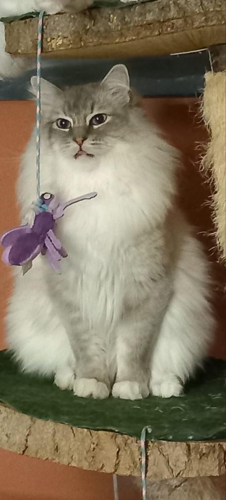 Ragdoll dekkater met stamboom (Niet te koop!), 0 tot 2 jaar