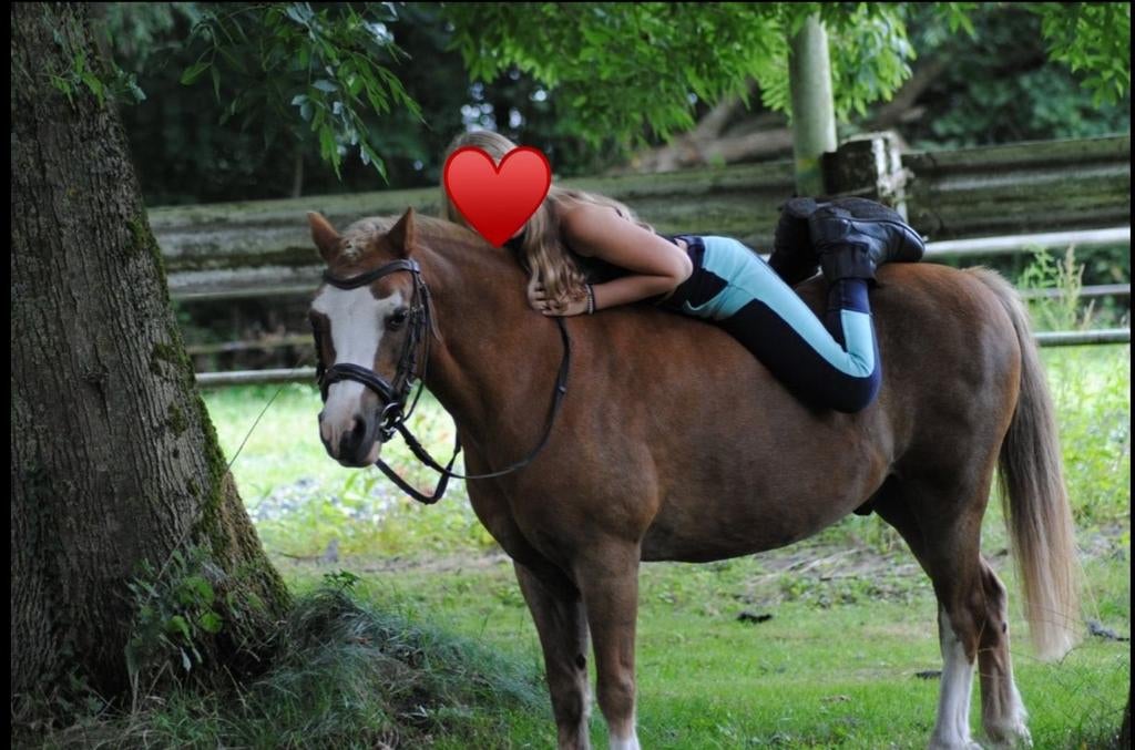 Verzorgpony GEZOCHT, Dieren en Toebehoren, Paarden en Pony's | Overige Paardenspullen, Ophalen of Verzenden