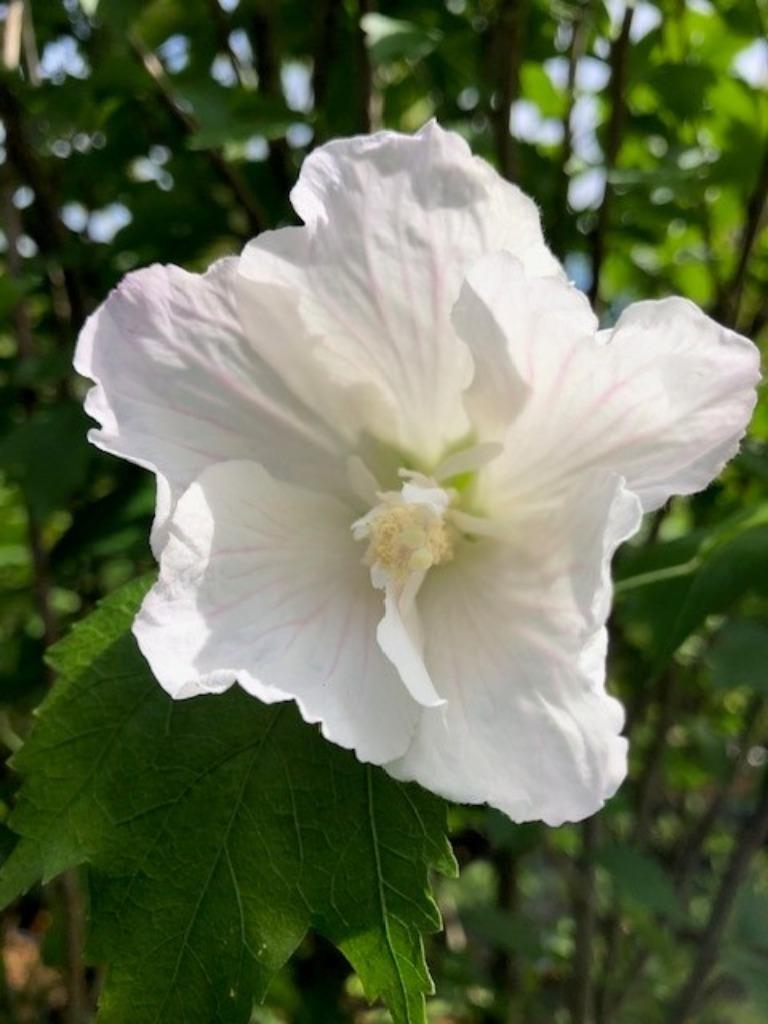 Hibiscus in diverse soorten, diverse maten, vanaf € 13,95, Ophalen, Overige soorten, Struik, 100 tot 250 cm