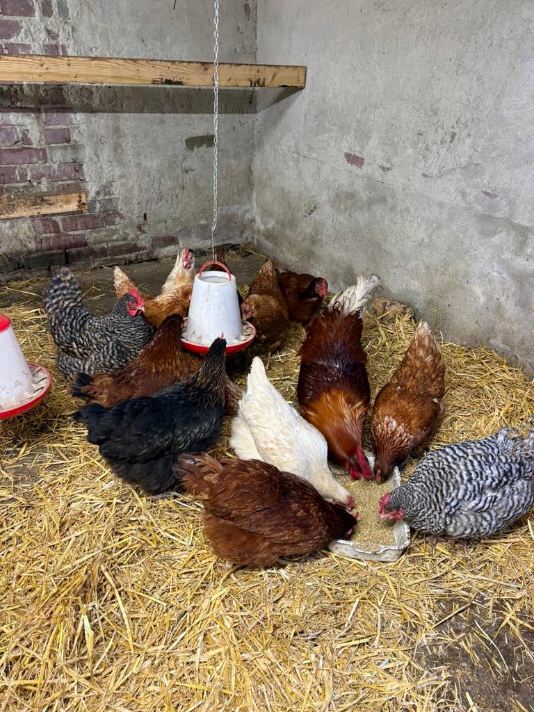 Broedeieren te koop, Dieren en Toebehoren, Pluimvee, Geslacht onbekend, Kip