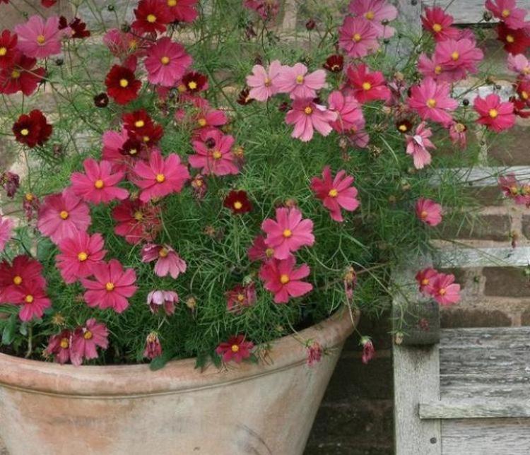 Cosmos Cosmea ‘Rubenza’ zaden - laatste stuks, Tuin en Terras, Bloembollen en Zaden, Volle zon, Ophalen of Verzenden