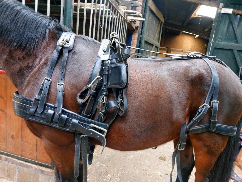 Meerdere enkel en tweespan tuigen te koop, Ophalen of Verzenden, Gebruikt, Overige soorten