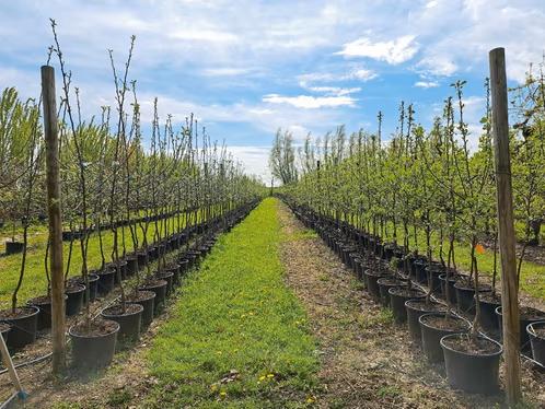 Fruitbomen | Appel Peer Pruim | Verschillende soorten, Ophalen, Lente, Volle zon, In pot