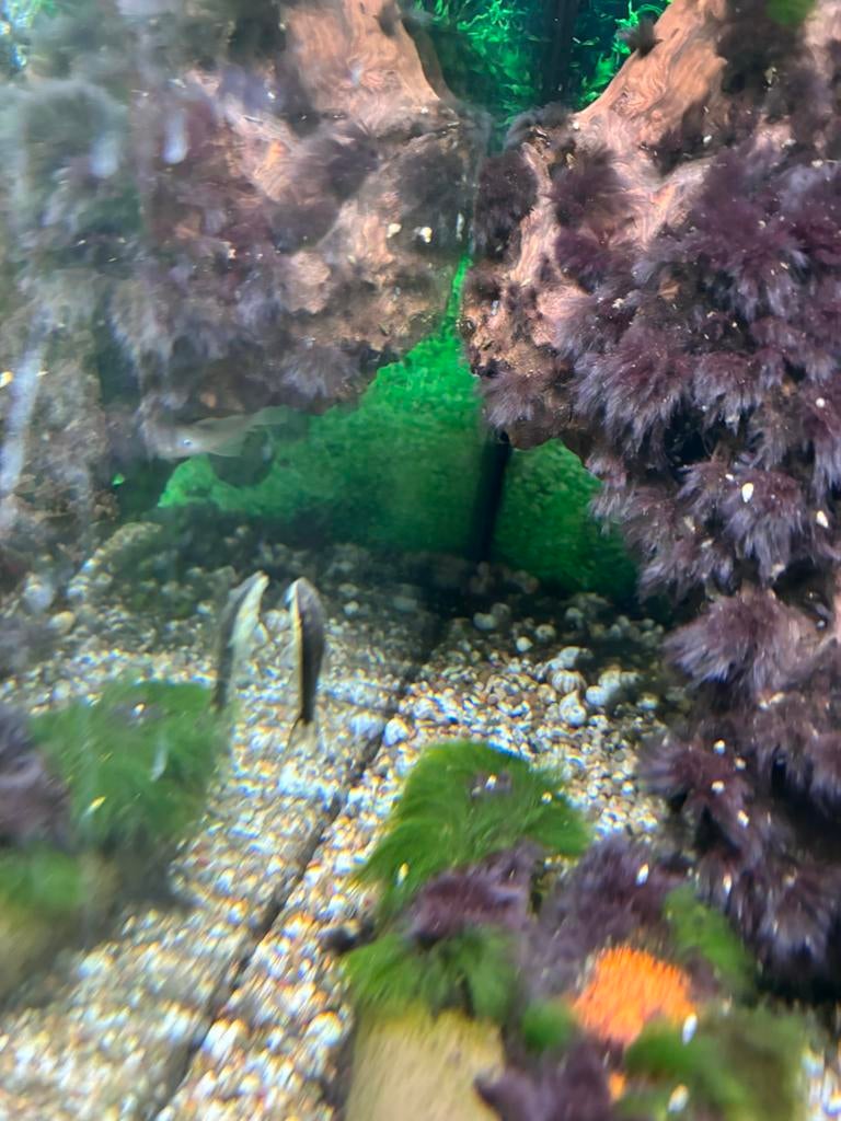 otocinclus affinis, Dieren en Toebehoren, Vis, Zoetwatervis, Schoolvis