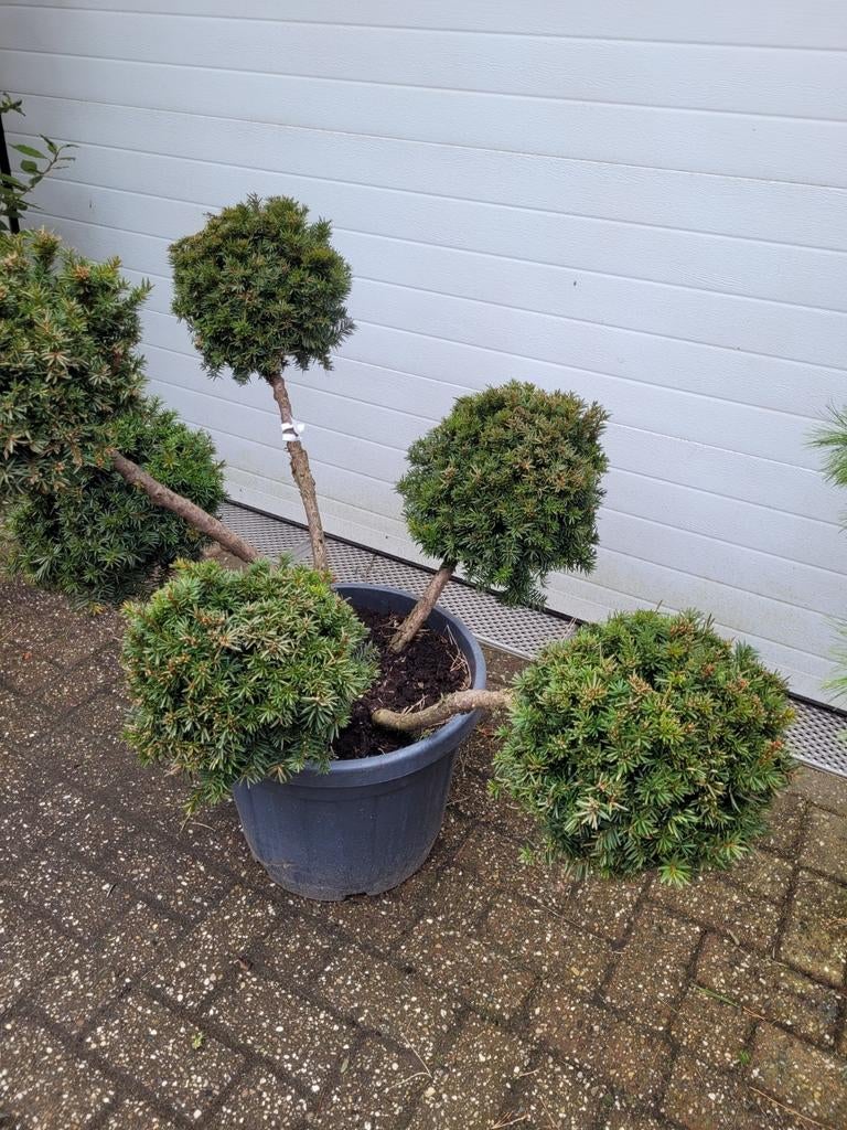 Taxus Baccata Vormsnoei - 20 jaar oud, Vaste plant, Bloeit niet, Halfschaduw, Ophalen