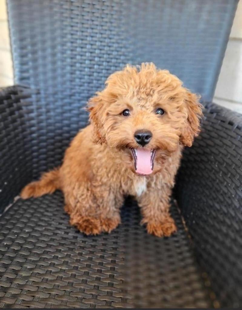 Toypoedel dekreu (niet te koop), Reu, 1 tot 2 jaar, Eén hond, Nederland