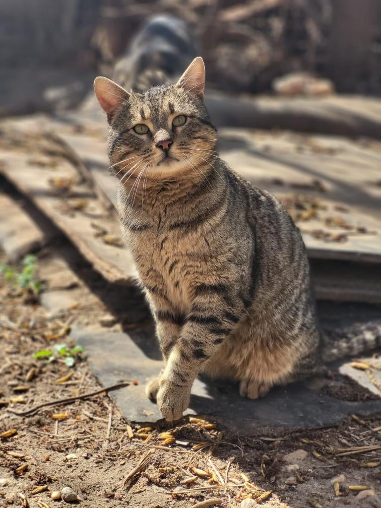 Katten ter adoptie