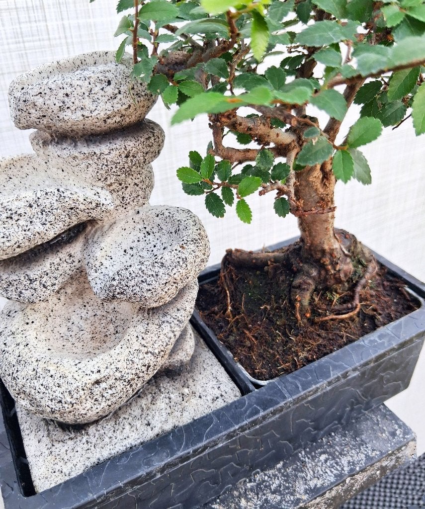 1 Bonsai Chinese Iep Met Waterval- Ulmus Parvifolia, In pot, Bloeit niet, Halfschaduw, Minder dan 100 cm
