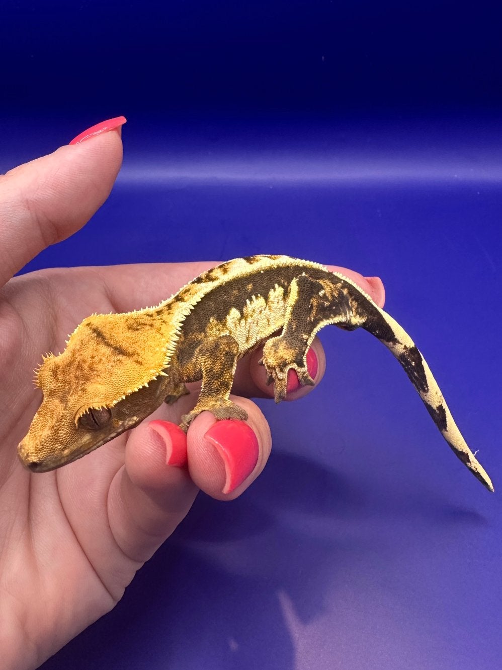 🦎 Wimpergekko | tricolor | man, Dieren en Toebehoren, Hagedis, Tam, 0 tot 2 jaar