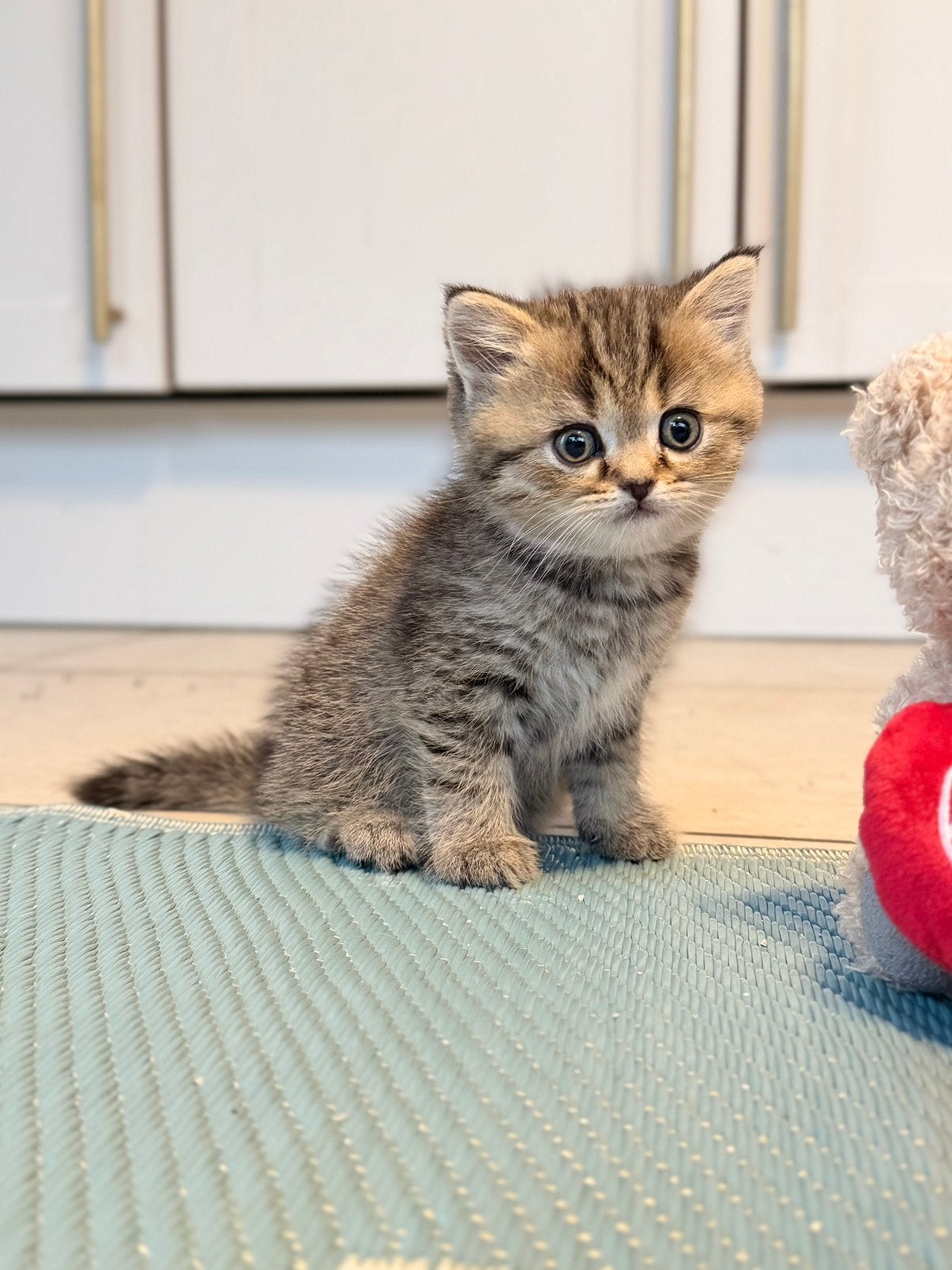 Britse Korthaar kittens zoeken een liefdevol thuis, Dieren en Toebehoren, Meerdere dieren, Ontwormd, 0 tot 2 jaar