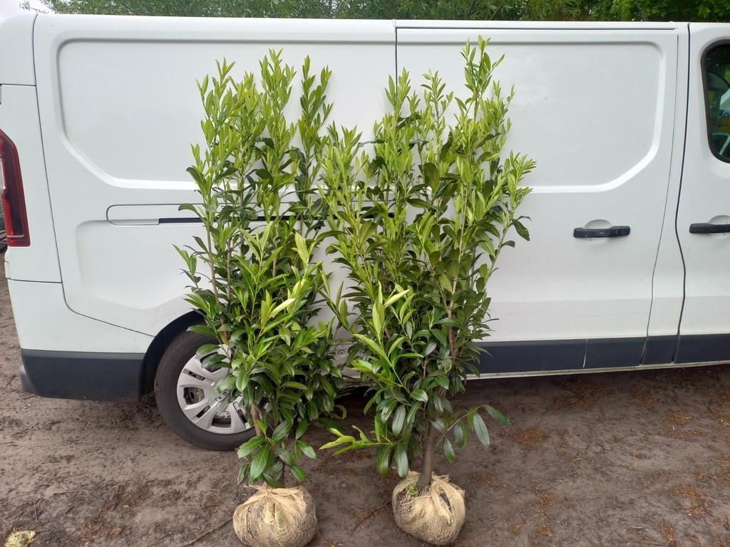 Laurier caucasica, Tuin en Terras, Planten | Struiken en Hagen, Ophalen, Haag, 100 tot 250 cm, Laurier