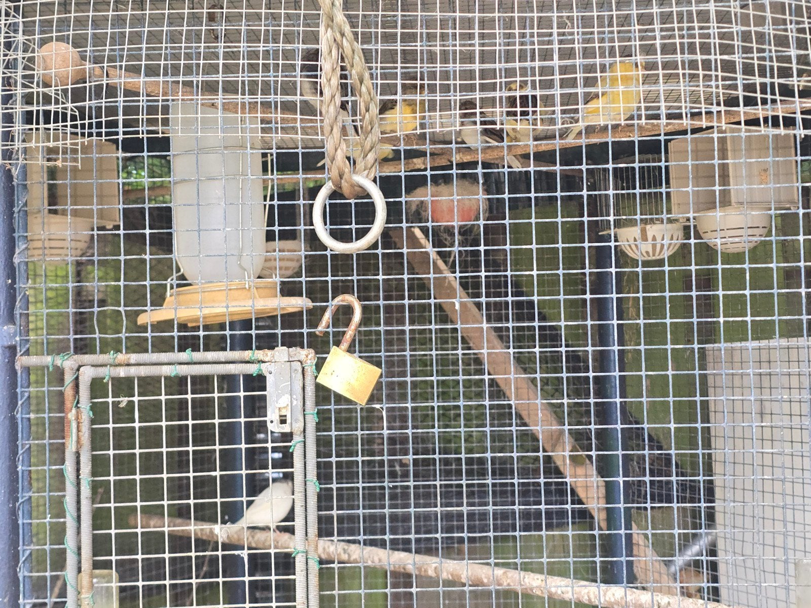 kanaries met kooien, Dieren en Toebehoren, Vogels | Hokken en Kooien, Ophalen of Verzenden, Zo goed als nieuw, Hout, Vogelkooi