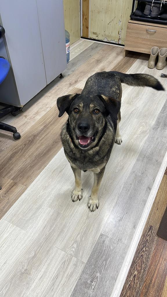Sara, Particulier, 1 tot 2 jaar, Teef, Eén hond